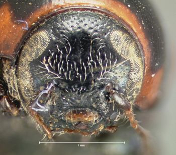Media type: image; Entomology 9271   Aspect: head frontal view